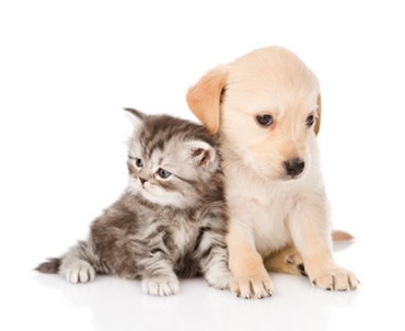 Puppy Kitten Care 1