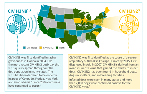 Canine Influenza